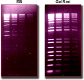 gelred\