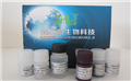 SBJ-R0822大鼠S100钙结合蛋白A9(S100A9)ELISA试剂盒